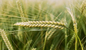 Barley rises as crop of choice as farmers seek new frontiers