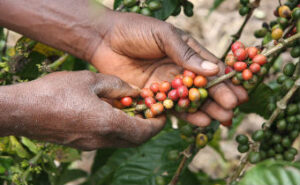 Climate change realigns coffee growing zones