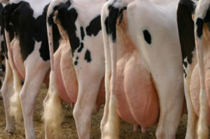 Tumbukiza method doubles milk yields