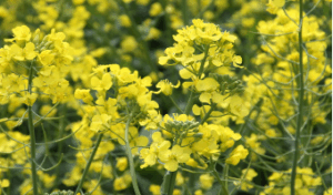 Fledgling Canola market stalls on lack of seeds
