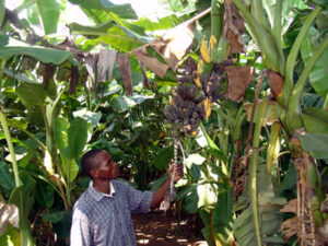 New banana disease puts 85 percent of East Africans at risk of starvation