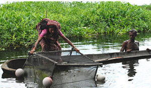 Chinese scientists spur Ugandan fish farming with metal cages