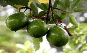 Coffee farmers switch to horticulture for profits
