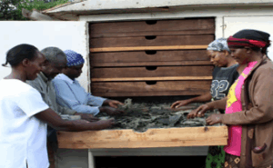 Markets open up to food solar drying project