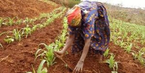 ABCs of maize planting