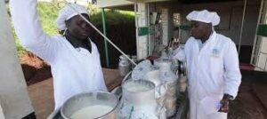 Milk chilling plant changes fortunes of 6800 Rift farmers