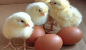 Transporting distance affects body weight of broiler chicks, study