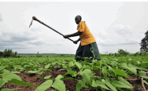 Green beans to the rescue of Kenyan farmers
