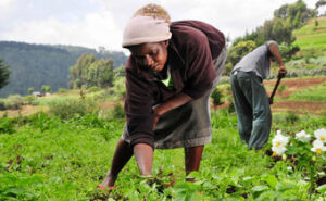 Western farmers guard cultural identity with indigenous crop cultivation