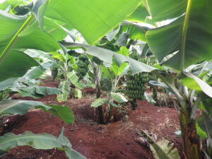 The rise and rise of banana farming in Kenya