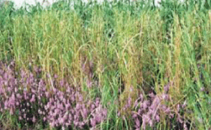Vihiga farmers adopt maize that kills ‘purple witch’