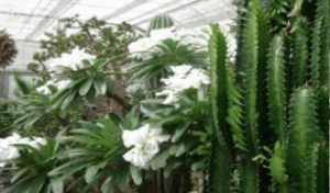 Traditional flu curing plant catapults farmers to international stardom