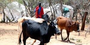 Model pays pastoralists to conserve environment