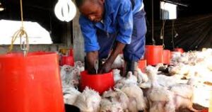 Poultry farmers court alternatives to fight rising feed prices