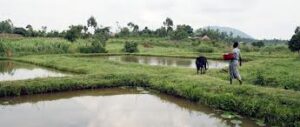 Fish project turns Western farmers into full time entrepreneurs