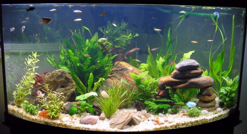 aquarium-farming-kenya