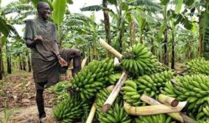 Ugandan farmers to go modern with US farmers’ support