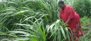 Napier grass woes birth formidable alliances