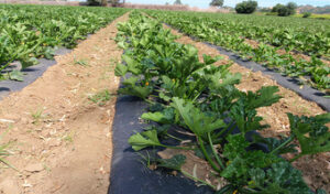Farmers earn credits, double yields with soil fertility project