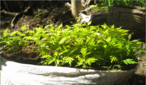 Western farmers grow incomes with Grevillea trees
