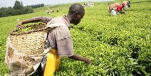 JusTea assist tea farmers increase earnings by 20 percent