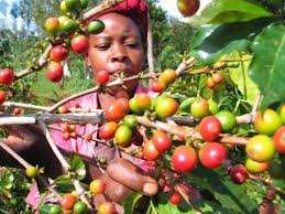 coffee farmers in kenya