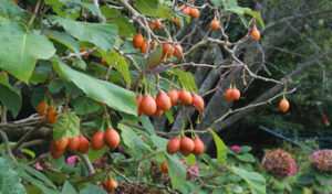 Former medical delivery man finds millions in tree tomatoes