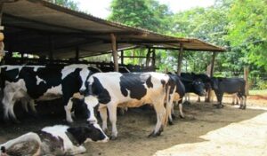 KARI launches feed making machine to preserve dwindling pasture