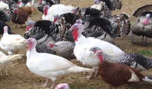 Muranga farmer finds lucrative opportunity in turkey farming
