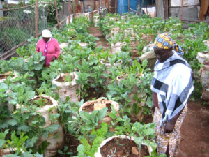 City families fight biting food shortage with urban gardens