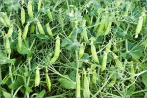 Farmers embrace chicken pea in short rains to boost yearly yields