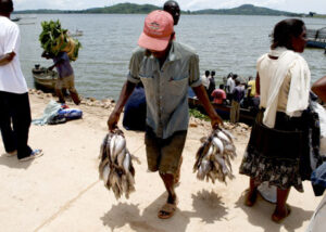 World consumes more fish than beef