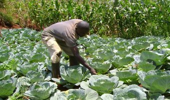 horticultural farming kenya