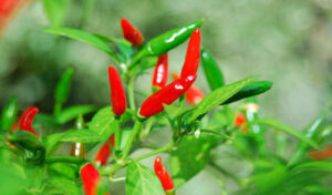 Chilli variety takes the weep out of farmers’ barren lands