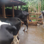 County government initiative to save residents from 80 per cent milk deficit