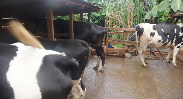 dairy farming kenya