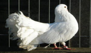 Rare birds earn farmer Sh15million yearly