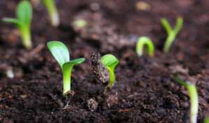 Organic farming provides alternatives to failed farm techniques