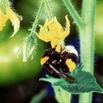 Bio bees triple yields in greenhouses