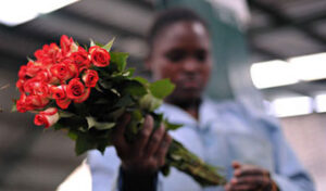 Kenya flower industry on a boom trajectory