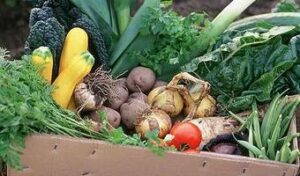 Organic vegetables over 6 times more nutritious, study