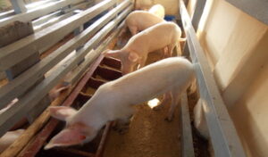 Solution turns sawdust into pig feed