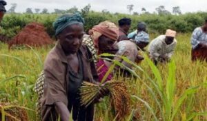 Green energy assists rural farmers stem post harvest losses
