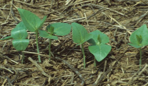 African farmers fix sick soils planting legumes