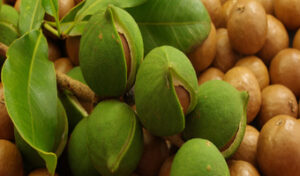 Farmers return to nuts as cure boosts crop’s immunity