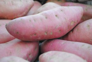 Farmers speed sweet potato planting with multiplication system