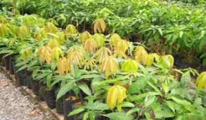 High value fruits birth saving culture among Ukambani farmers