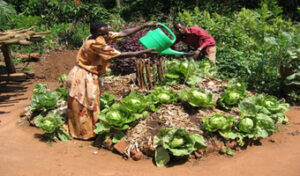 Campaign transforms war zones into kitchen gardens