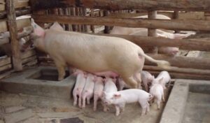Uganda pig farming booms as pork consumption leads in Africa