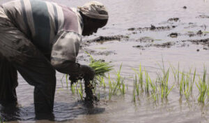 New fertilizer application technology triples yields